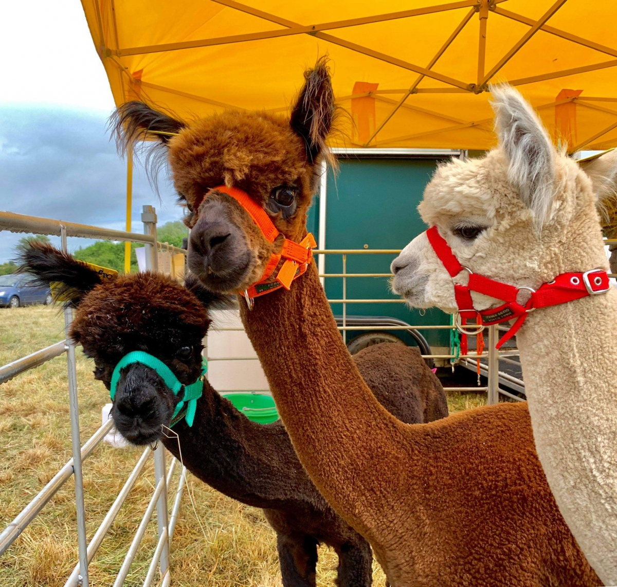 The lovely alpacas, Raymond, Parsnip and Pumpkin were a great hit at the festival