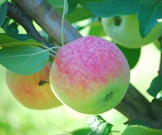 Thorpes Peach apple